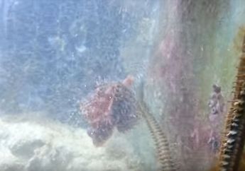NGERI! 2 Tahun Tak Disentuh, Akuarium Ini Diisi Predator Laut Raksasa yang Bikin Merinding