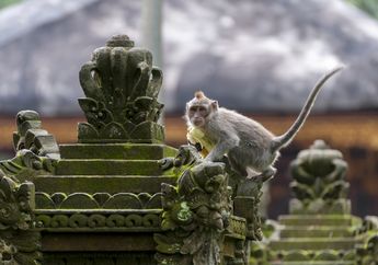 Walau Corona adalah Pandemi Zoonosis, Tren Pelihara Satwa Liar Marak