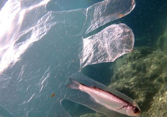 Foto Ini Buktikan Satwa Laut Terjerat oleh Sampah Plastik di Lautan