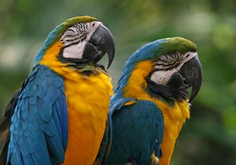 Studi: 1 Dari 5 Vertebrata Pasti Menjadi Korban Perdagangan Ilegal