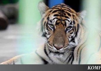 Ngerinya Krismon Pada 1998, Harimau Saja Sampai Harus Berdiet