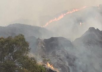 Bikin Sedih, Ratusan Hektar Habitat Bunga Edelweis Nan Langka di Gunung Ciremai Kembali Terbakar