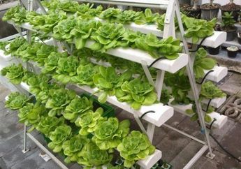 Berkebun Tanaman Obat di Rumah, Inilah 5 Pilihan Jenis Tanamannya!