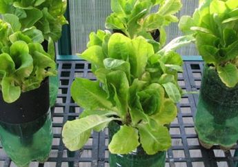 3 Keuntungan Berkebun Hidroponik dan Langkah Mudah Memulainya
