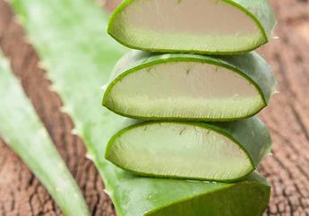 Pernah Coba Minum Jus Lidah Buaya? Ternyata Punya 4 Manfaat Ini!