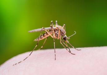 Sering Disengat Nyamuk? Ternyata Ini 6 Tipe Orang Yang Disukai Nyamuk