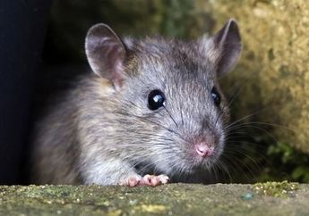 Pria Ini Jadi Manusia Pertama yang Terkena Hepatitis E yang Biasa Ada Pada Tikus, Ahli Curiga Makanan Ini Pemicunya!