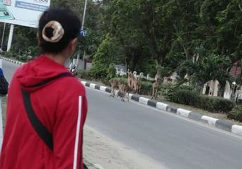 Banyak Rusa Berkeliaran di Jalan Pasca Gempa Susulan di Palu