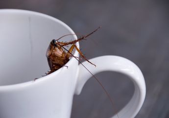 Susu Kecoak Sebagai Minuman Energi di Masa Depan, Mungkinkah?