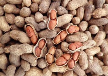Sering Jadi Camilan, Kacang Tanah Ternyata Mampu Atasi Penyakit Mematikan Ini Lebih Baik dari Obat! Simak Faktanya