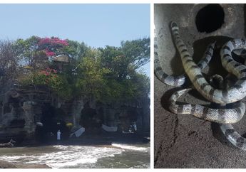 Dipercaya Sebagai Jelmaan dari Selendang Brahmana, Ular Suci Penjaga Pura Tanah Lot Bali, Tiga Kali Lebih Beracun dari Kobra tapi Tak Mau Menggigit Manusia