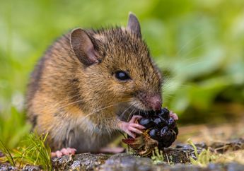 Melacak Aktivitas Otak Manusia Melalui Penyelidikan Otak Tikus