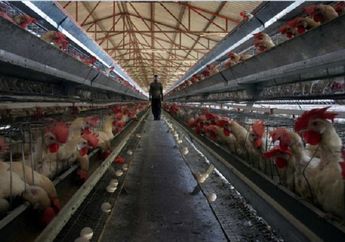 Pria Wanita Sering Terlihat Keluar Masuk Peternakan Ayam Ini, Polisi Curiga Setelah Menggeledanya Peternakan Ayam Itu Ternyata di Dalamnya Mengejutkan