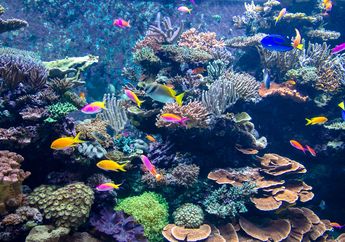 Terumbu Karang Rusak, Otoritas Thailand Tutup Pantai Buat Wisata. Apakah Indonesia Berani Mencontohnya?