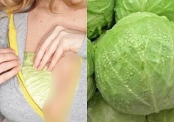 Enggak Nyangka! Tempelkan Kubis di Payudara Selama 20 Menit Bisa Datangkan Khasiat Ini!