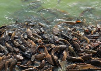 Disangka Tersangkut Pohon, Pria Ini Menangkap Ikan Lele Lebih Besar dari Buaya, 'Bisa dapat Berapa Banyak Piring Pecel Lele?'