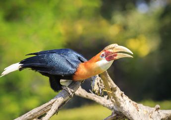 Miris, Ratusan Burung Hasil Buruan Diselundupkan dari Kalimantan
