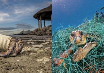 Tak Hanya Paus Sperma, ini 7 Foto Mengerikan Dampak Plastik Bagi Kehidupan