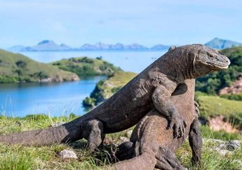 Pernah Ngotot Akan Tutup Pulau Komodo untuk Kunjungan Tamu, Gubernur NTT Kembali Rilis Pernyataan Menohok yang Bikin Pelaku Wisata Kelimpungan. Ada Apa Lagi?