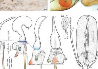 Unik, Serangga Betina Ini Memiliki Penis, Bagaimana Evolusinya?