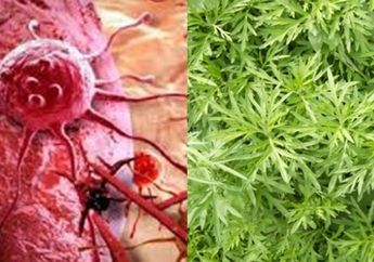 Dulu Dikenal Sebagai Obat Malaria, Sekarang Tanaman ini Bisa Bunuh Sel Kanker Payudara Kurang Dari 16 Jam!