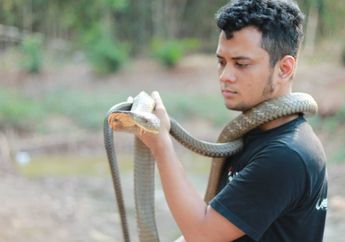 Ngamuk Saat Diliput TV, Garaga si King Cobra Raksasa Hampir Terkam Majikannya Sendiri, Panji Petualang: Gara-gara Krunya Kebanyakan Laki! Dasar Genit!