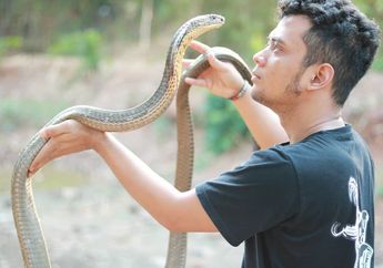 Viral Ular Kobra Tak Bergerak Selama 4 Tahun, Begini Respon Panji Petualang