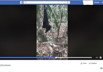 Ribuan Kelelawar Mati Di Halaman Rumah Perempuan ini, Ternyata ini Penyebabnya!