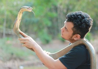 Panji Petualang Digigit King Cobra, Inilah Tips Pertolongan Pertama Saat Digigit Ular! Awas, Jangan Sampai Terlambat