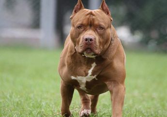 Anjing Pitbull Gigit Satpam, Ternyata Ini Cara Merawatnya Agar Jinak