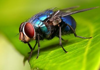 Bikin Hama Pengganggu Ini Lari Terbirit-birit, Begini Cara Usir Lalat dengan Bahan Alami