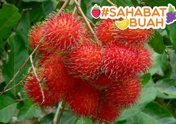Dikenal Sebagai Buah Eksotis, Ternyata Biji dan Kulit Rambutan Juga Banyak Manfaat saat #SahabatBuah Konsumsi!