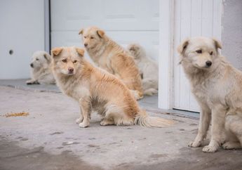 Dilaksanakan Hari Ini, Berikut 4 Fakta Razia Anjing dan Kucing di Jakarta