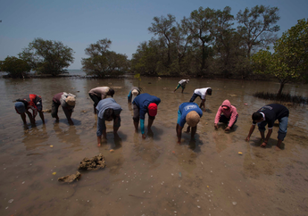 Bersama-sama Melestarikan Lingkungan Mangrove di Bangkalan Madura