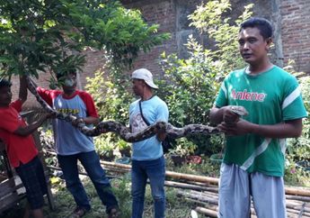 Menegangkan! Aksi Seorang Ibu yang Berhasil Selamatkan Anaknya dari Lilitan Ular Piton