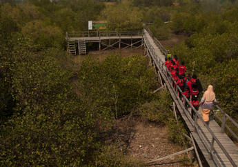 Menimba Ilmu Alam di Kawasan Penanaman Cemara Laut dan Mangrove
