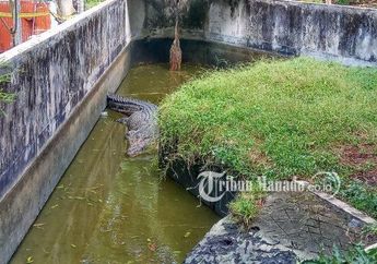 Video Detik-detik Evakuasi Tubuh Deasy Tuwo, Wanita Minahasa yang Tewas Digigit Buaya Peliharaan Saat Memberi Makan