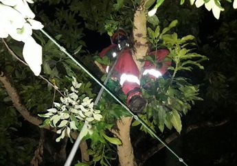 Tawon Vespa Affinis Tewaskan 7 Warga Klaten, Ini Daerah Persebaran Sarangnya
