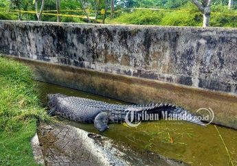 Selain Deasy Tuwo, Berikut 5 Kisah Tragis Manusia Diterkam Buaya yang Pernah Terjadi