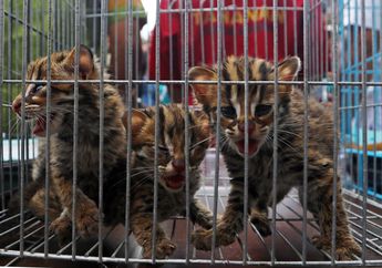 Foto-foto Barang Bukti Perdagangan Satwa Liar Ilegal Ini Bikin Trenyuh