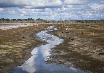 Menjaga Habitat Mangrove, Meraih Asa di Delta Kayan Sembakung