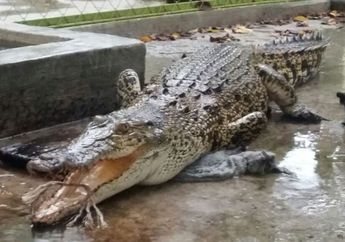 5 Fakta Kasus Buaya Terkam Warga di Nusa Tenggara Timur, Cuma Ditemukan Potongan Tubuh dan Organ Dalam Korban