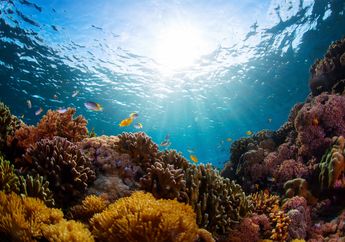 Coral Bleaching, Fenomena Hilangnya Warna Indah Terumbu Karang