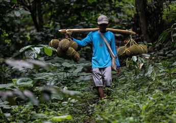 Legit Durian Rumpin, Tak Semudah Itu Ferguso! Lihat Fotonya Yuk
