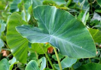 Jangan Diabaikan Lagi, Siapa Sangka Daun Talas Ternyata Ampuh Jadi Makanan Pencegah Kanker Usus Besar! Wajib Konsumsi