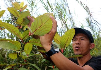 Foto Esai: Daun Tanaman yang Bisa Bikin Petani Kaya, Tapi Sayangnya..