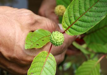 Tanaman Obat Tradisional Ini Bakal Dilarang Pemerintah. Padahal, Dia Berikan Kemakmuran untuk Petani Kalimantan