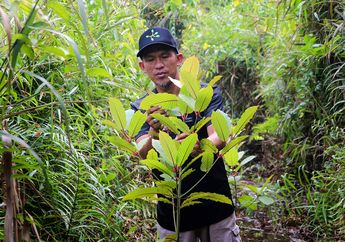 Harga Karet Jatuh, Petani Kalimantan Hidup dari Penjualan Tanaman Obat Tradisional Ini. Lantas, Mengapa BNN Bakal Melarang Peredaran Tanaman Ini?