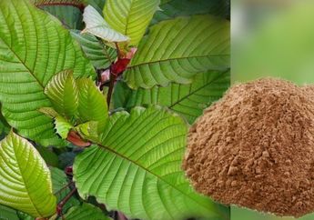 Telah Digunakan Berabad Silam, Kratom Tanaman Asal Kalimantan ini Jadi Obat Herbal Ajaib
