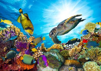 Coral Triangle, Ibu Kota Kehidupan Para Makhluk Laut di Asia